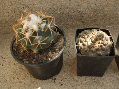 Jobb: Gymnocalycium asterium v. paucispinum?