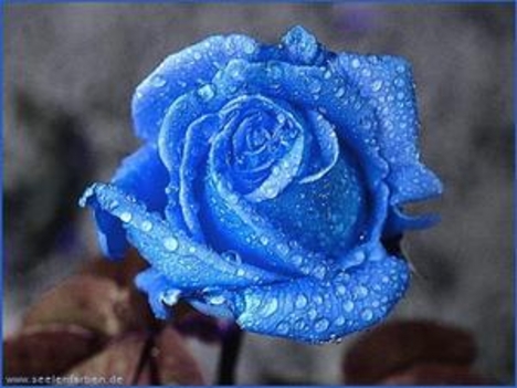 Kék rózsa 4