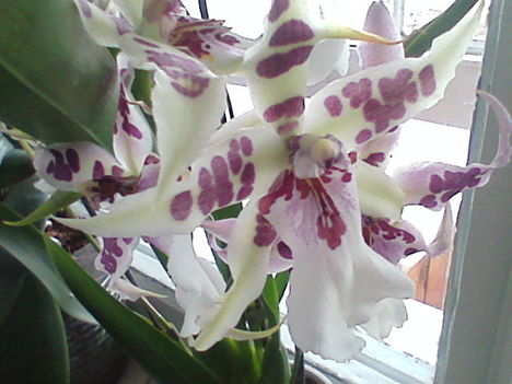 pettyes orchidea