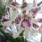 pettyes orchidea