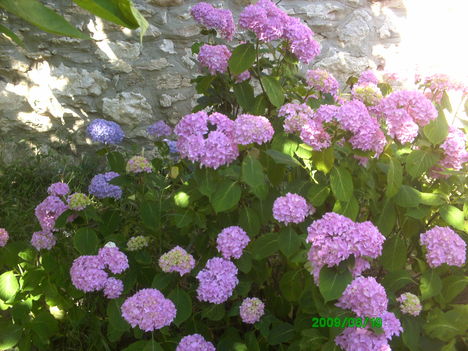 lilás hortenzia