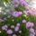 lilás hortenzia