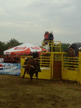 Rodeo Pilis 032