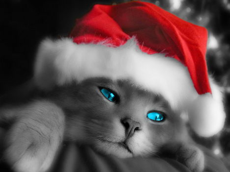 Cat_Blue_Eyes