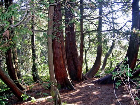 Alcsútdoboz Arborétum 025_edited