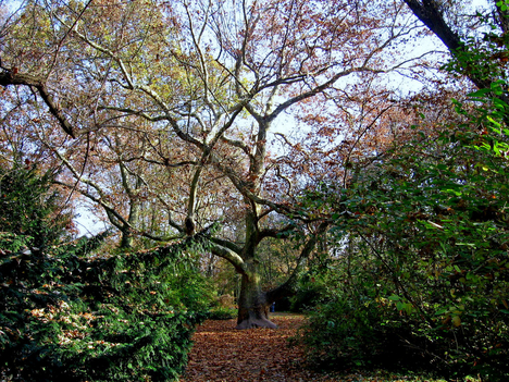 Alcsútdoboz Arborétum 052_edited