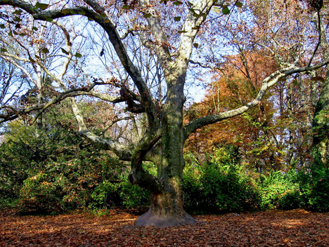 Alcsútdoboz Arborétum 055_edited