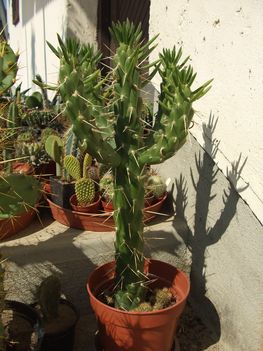 cereus spinosior