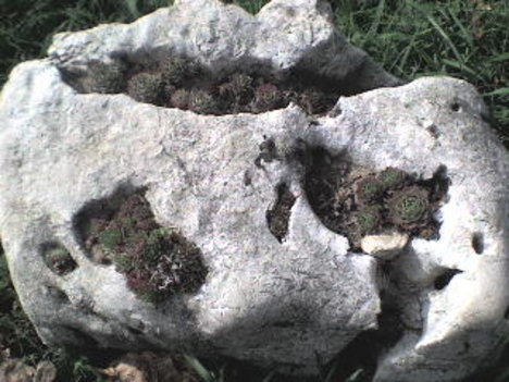 kő (kövi)rózsákkal