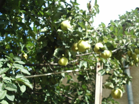 birsek