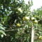 birsek