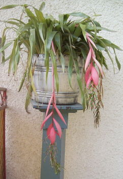 bókoló bilbergia
