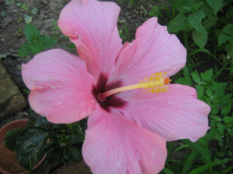 hibiscus 1