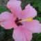 hibiscus 1