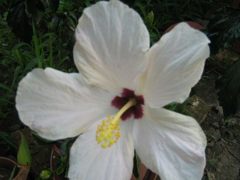 hibiscus 2