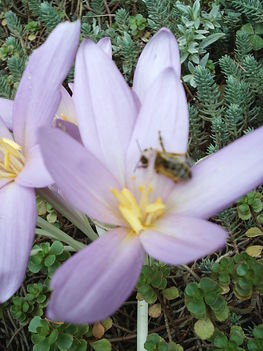 kikerics 4