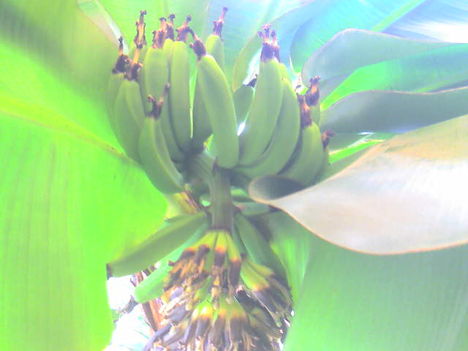 termő banánfám