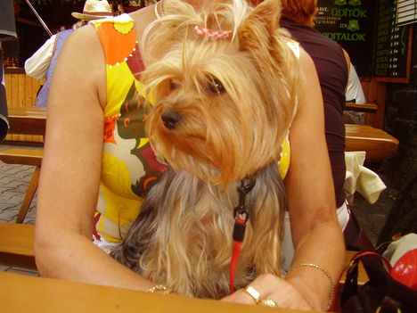Badacsony 2009.