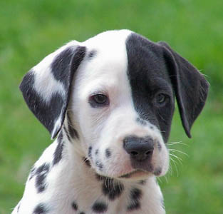 dalmata