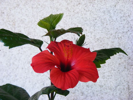 hibiszkusz 001