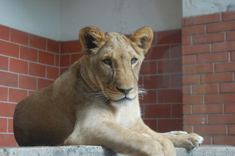 LEO