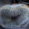 Mammillaria f.cristata