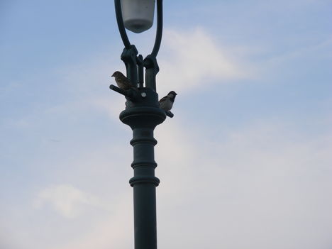 DSCF3206