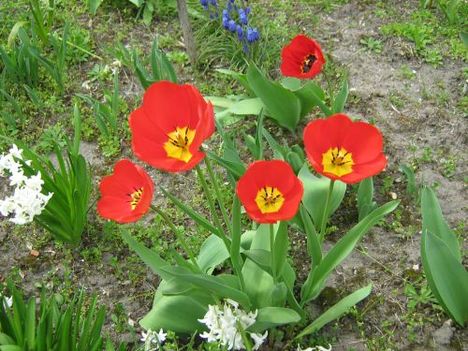 tulip3