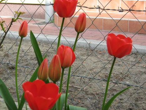 tulip4