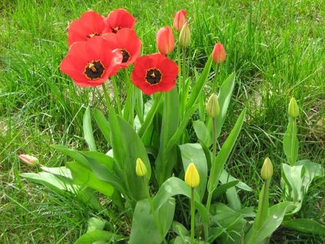 tulip5