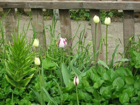 tulip6