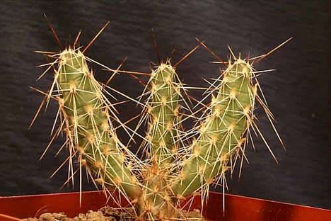 Opuntia_arenaria_sb964