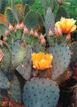 opuntia_azurea