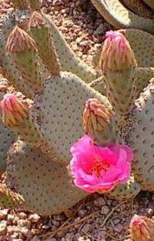 opuntia_basilaris