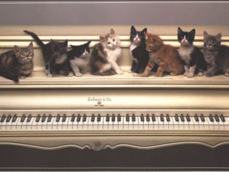 Zongorázó cicák