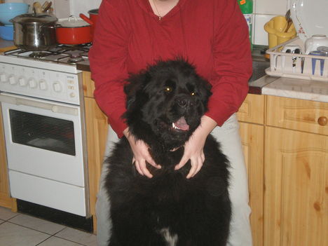 Bercike II.