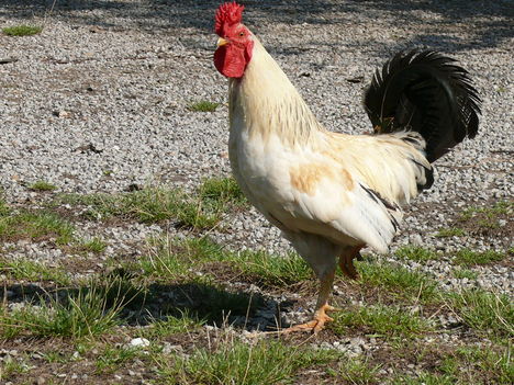 Otthon melege 4