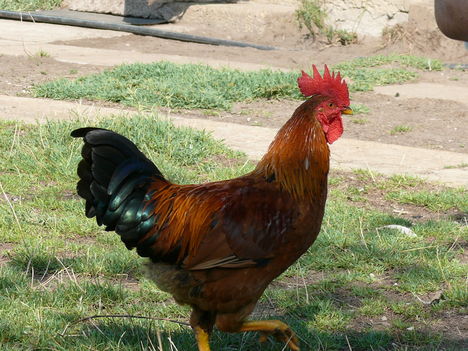 Otthon melege 5