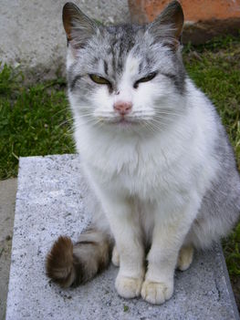 tarka vagyok