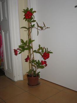 mandevilla