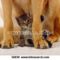 kutya-domestic-cat-cica_~56838