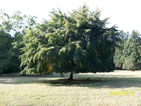 szarvasi arborétum