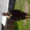 grefy
