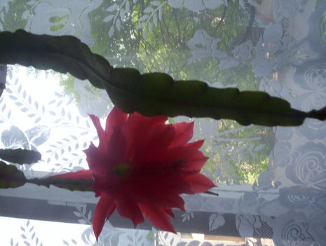 Kaktuszom -virága1