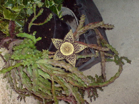 Kaktusz1