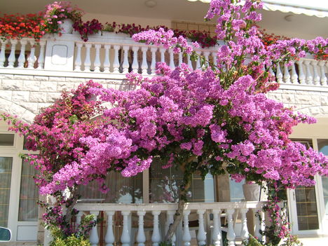 Orebic bugenvillea