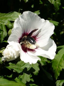 hibiszkusz 1