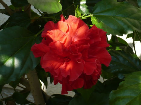 hibiszkusz