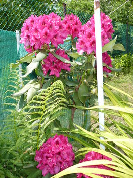 rododendron4