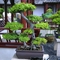 bonsai